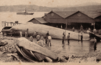 Разделка кита на японской китобойной станции Сакотан, о. Шикотан